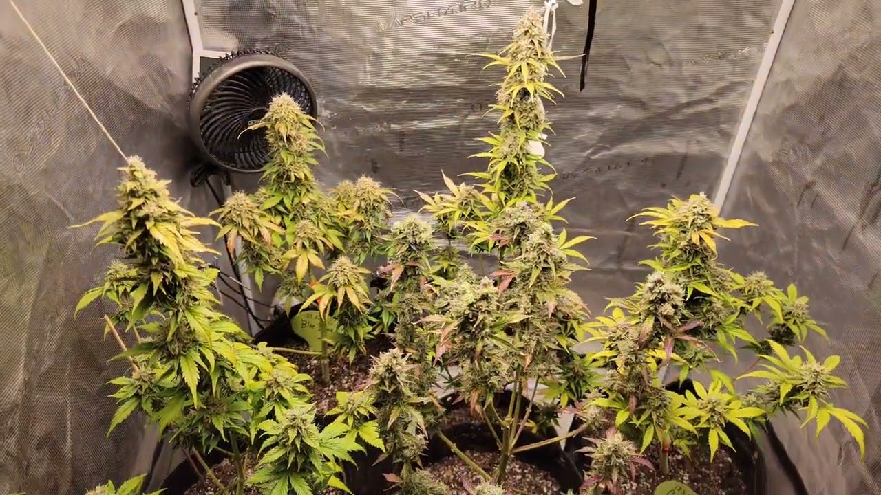 Grow #9🐸Day 6 Week 10🐸 update @123fatbuds 