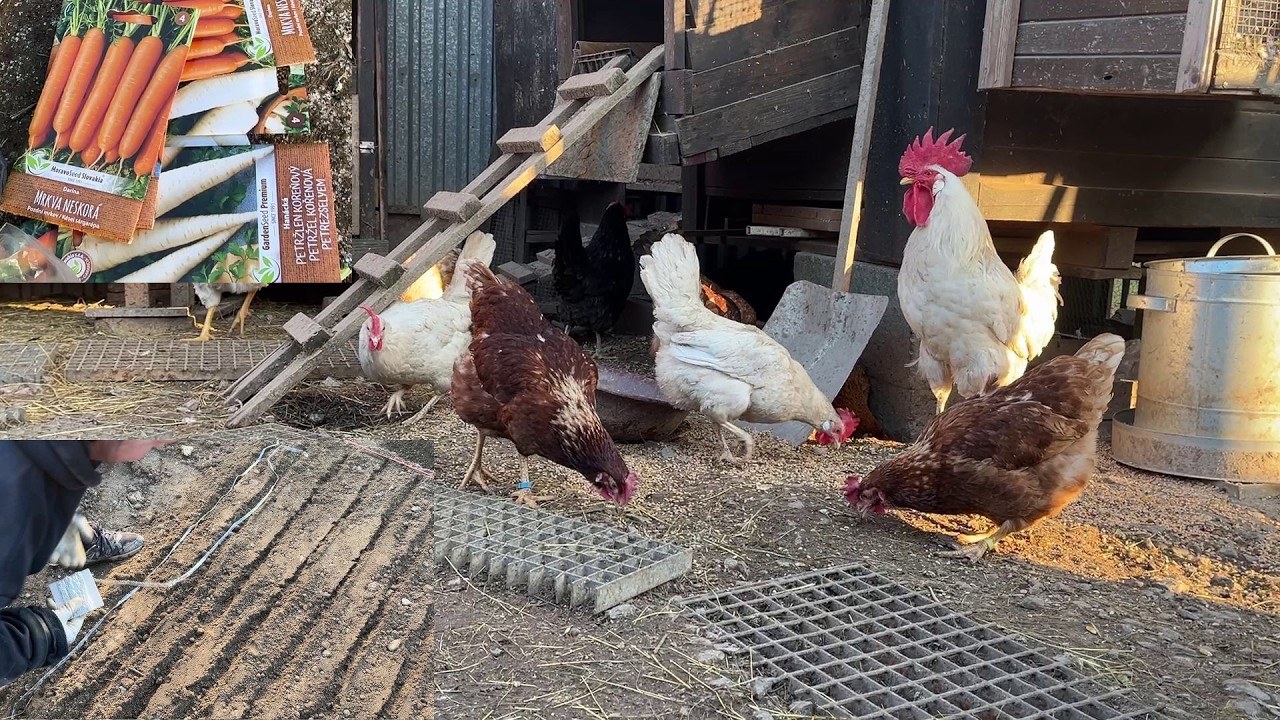 Hens-VLOGS :1262🥕🫜