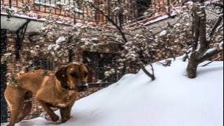 Rodriguez - Sandrevan Lullaby - Lifestyles   Lyrics