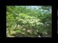 5月 10日, 2014年半田山植物園 の動画、YouTube動画。