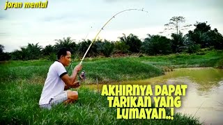 mancing ikan tawes dapat Sambaran ikan Juaro