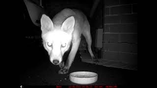 Fox Eating Hedgehog Food