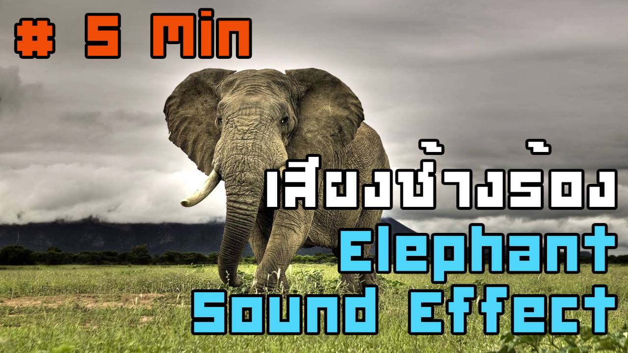 เสียงช้างร้อง (ต่อเนื่อง 5 นาที) - Elephant Sound Effect # 5 min | Animal Sound