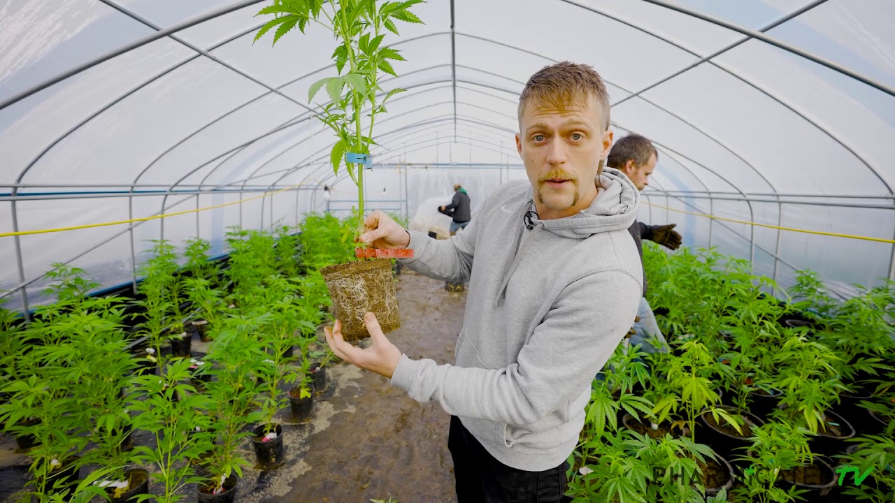 How to Transplant Cannabis Plants