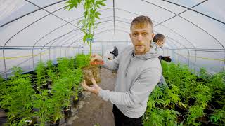 How to Transplant Cannabis Plants