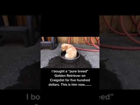 Craigslist Pets La Crosse