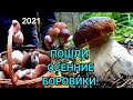 ПОШЛИ ОСЕННИЕ БОРОВИКИ, НАСТОЯЩИЕ БЕЛЫЕ ГРИБЫ, ПОДМОСКОВЬЕ 2021г.