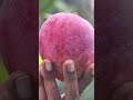 American Red Palmarosa Mango #tanvirhobbies #gardening #mango