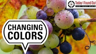 Why Fruits Change Color and Flavor as They Ripen screenshot 3