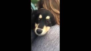 puppy surprise compilation NO:34