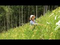 Harvesting green rice traditional dish of my people  how to process and preserve long term