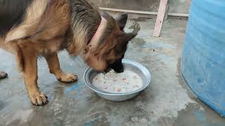 My dog's daily diet #DoNutrition #germanshepherd #dog #doglover