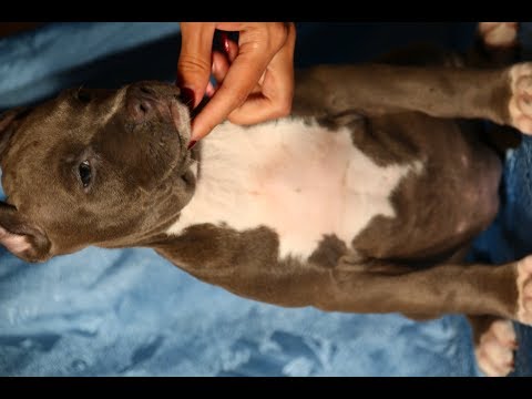 Видео: Профилактика ожирения: начните со щенка