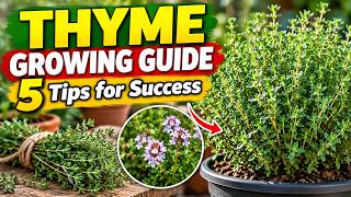 THYME GROWING GUIDE: 5 Tips for Success