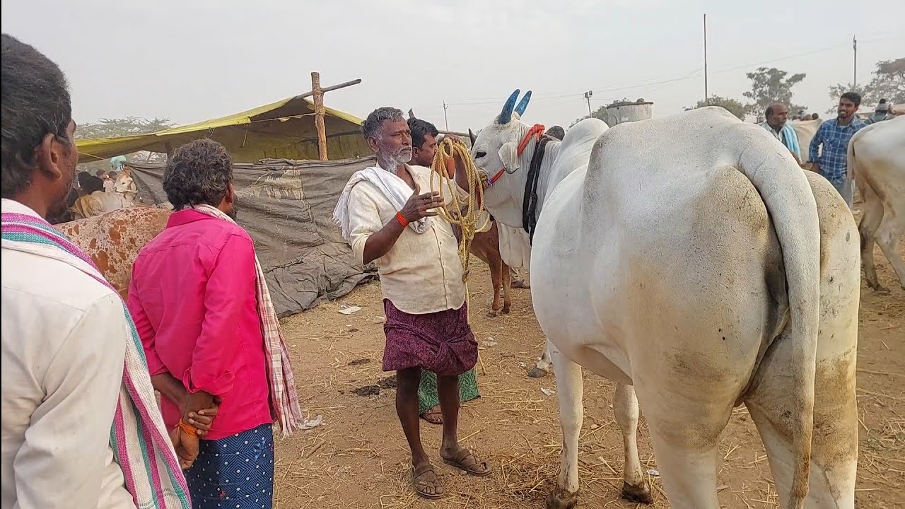 పెబ్బేరు శనివారం సంతలో ఈ వారం ఆవుల ధరలు | Pebbair cow market | Biggest cow in Pebbair @purnafarms 