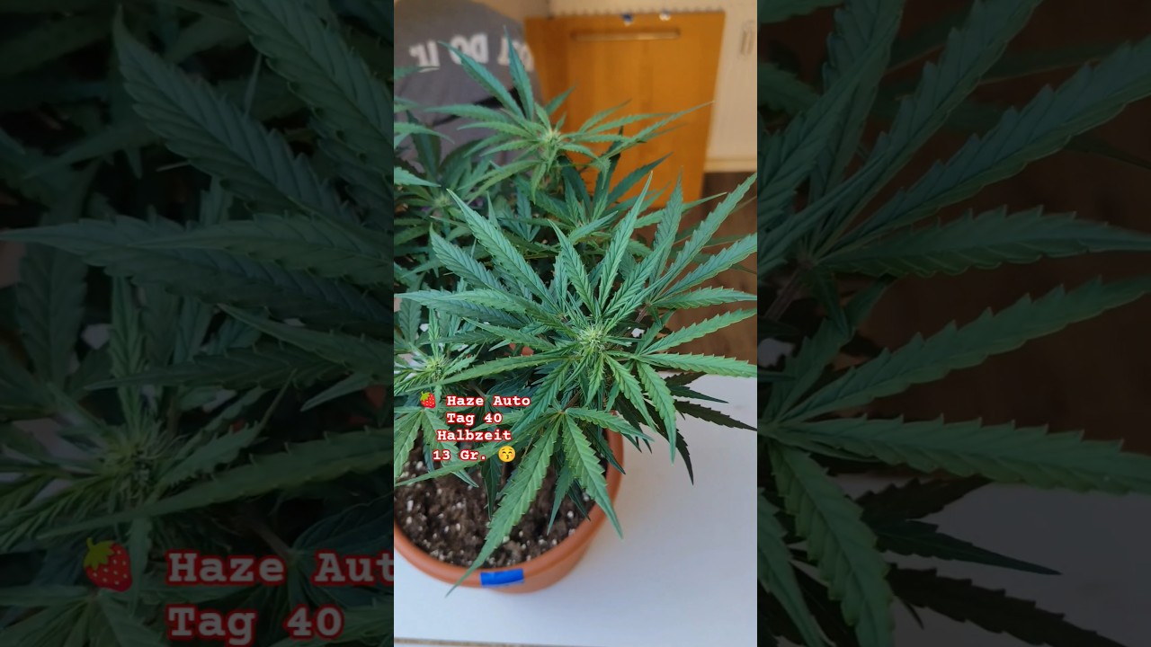 🍓 Strawberry Haze Auto Tag 40 