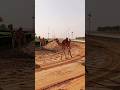 cmal race video daka chanal subscribe Kara like Kara all mormom ma race video out ky race video