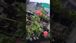 eufobia plant #ytshort #garden #plantsofindia #indoorplants