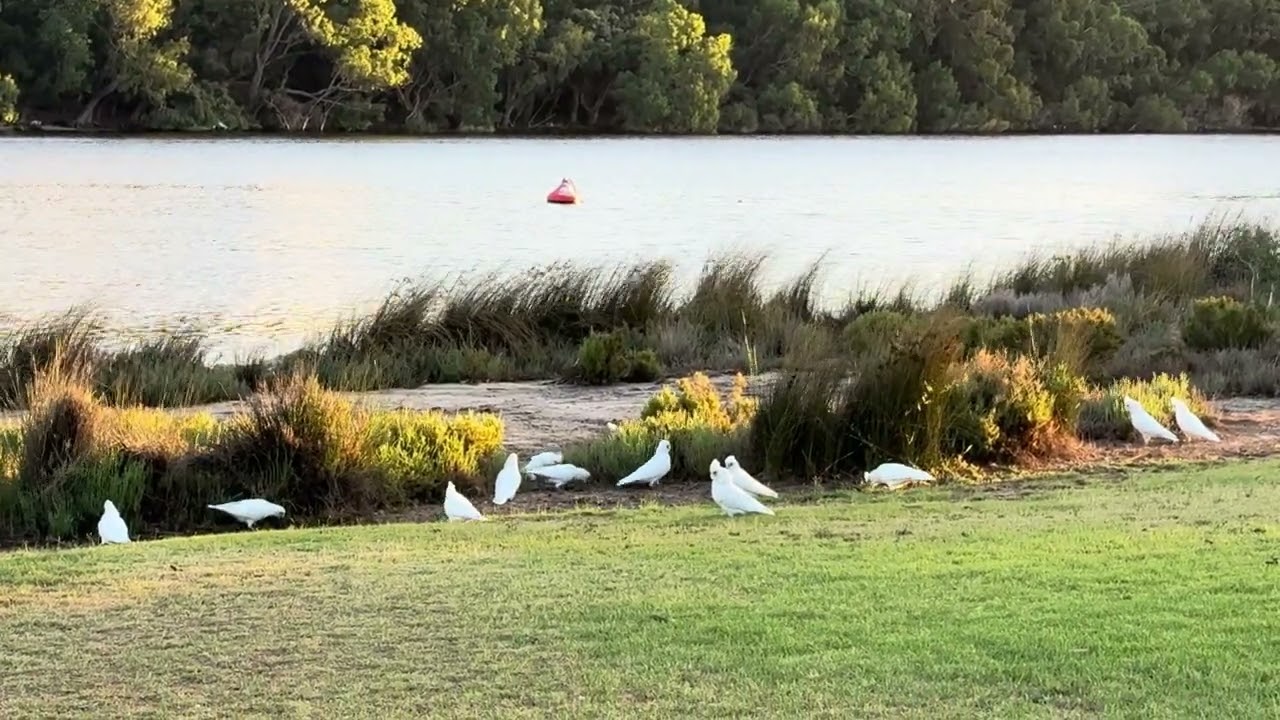Cockatoos having a great feed with all their mates tonight at the Swan River #australia
