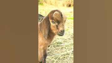 صغير الماعز Small Goat 