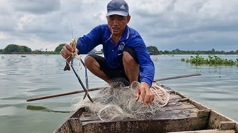 chài trúng bầy cá cóc lớn và tôm càng xanh mọi người ơi