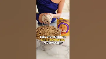 Советы для счастливой жизни крысы! #shorts #советы #крыса #добавляйка #питомцы #домашниеживотные