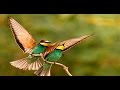 اجمل نغمات موبايل beautiful tone mobile mp3