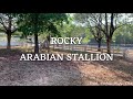 Alert Arabian horse, Rocky the stallion