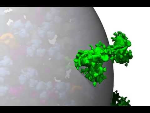 autoPACK HIV1.0 rotation with UCSF Chimera's animation tool