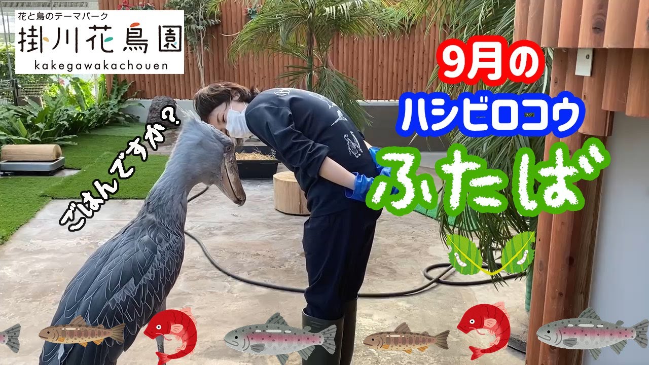 9月のハシビロコウ ふたば 甘えたいけどごはんも食べたい大忙しの秋 掛川花鳥園公式 Youtube
