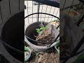 2026 #3 #moneysavingtips #garden #garden #moneysavingidea #moneysavingidea #gardening #diy #plants