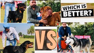 Siberian Husky || French Mastiff or Rottweiler which dog is better?