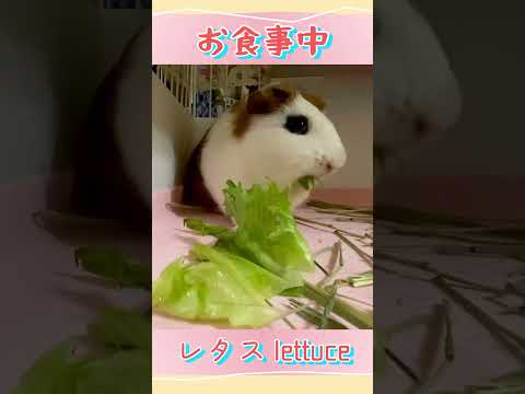 【ASMR】① 爽快！モルモットのもるちゃんの咀嚼音 〜レタス編〜Guinea Pig Eating Sounds #モルモット #asmr #guineapig #ショート #shorts