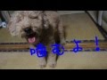元保護犬トイプードルレオのおねだり