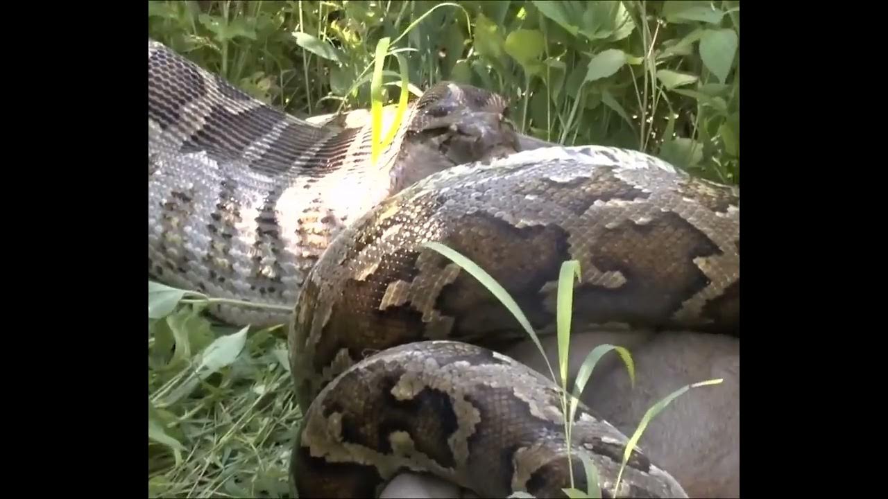 dangerous python eating deer 🦌 - YouTube