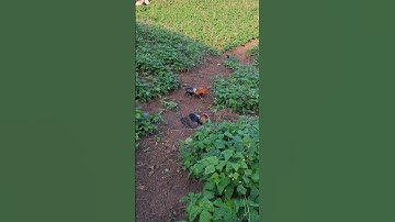 gà rừng giải nhìn so tài với gà rừng mã vàng cực xong.qaib qus khav tiag tiag