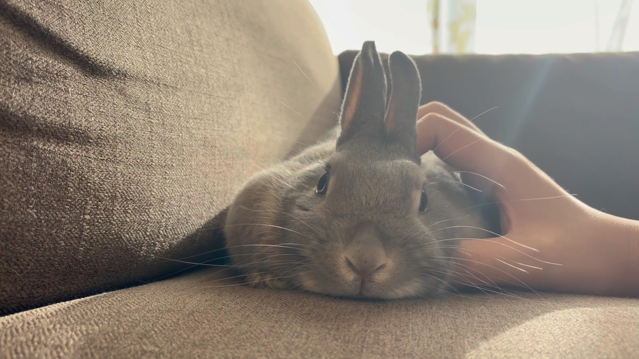 うさぎ様 うさぎと静かに過ごす朝🐰（No Music / No Captions） - YouTube