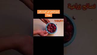 زراعة البصل في المنزل بطريقة سهلة وسريعة #زراعةوأفكار #زراعة #أفكار #زراعة_البصل #البصل