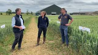 RGT Stokes Winter Wheat 2022: NEW Soft Group 4 Variety screenshot 3