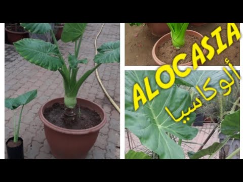 نبات أدن الفيل ألوكاسيا  الإكثار والعناية بها