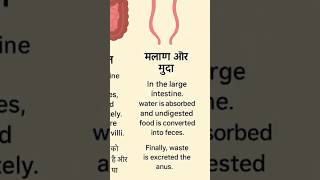 Anus , Anal canal ,rectum region #viralvideo #3danimation #shorts #digestiveprocess