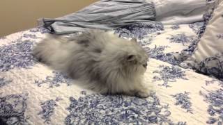 Chinchilla Silver persian Cats 101