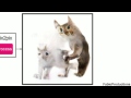Fabioproductions draws cats  imagetoimage demo aka edges2cats