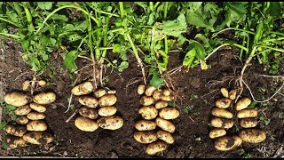 Straw Bale Gardening - Planting Potatoes