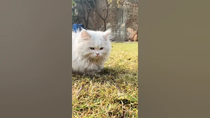 Watch the video about White Persian kitten | white lion baby | white lion | #shorts #cat
