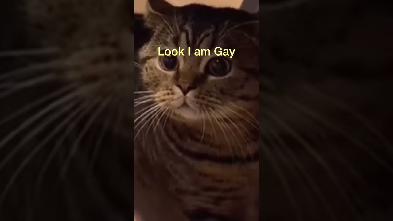 Cute Cat Saying LOOK I AM GAY Lgbtq Shorts