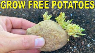 Grow FREE POTATO PLANTS From Old Potatoes With This Garden Tip