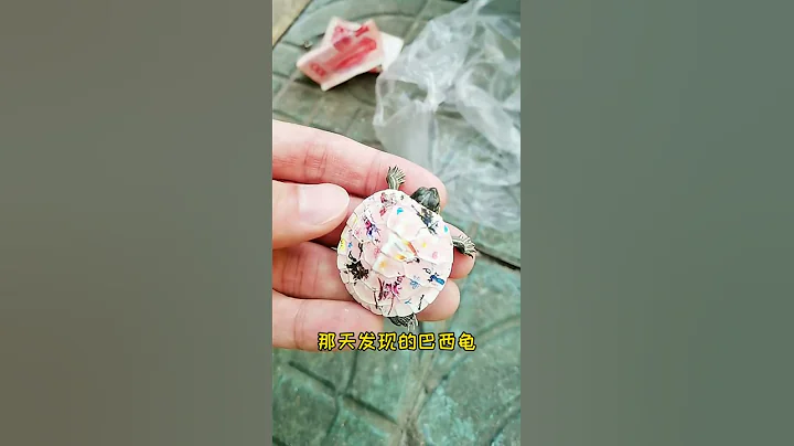 那天捡到的巴西龟经过漫长的调养，最后能好吗？来看看 #乌龟 快手 - 天天要闻