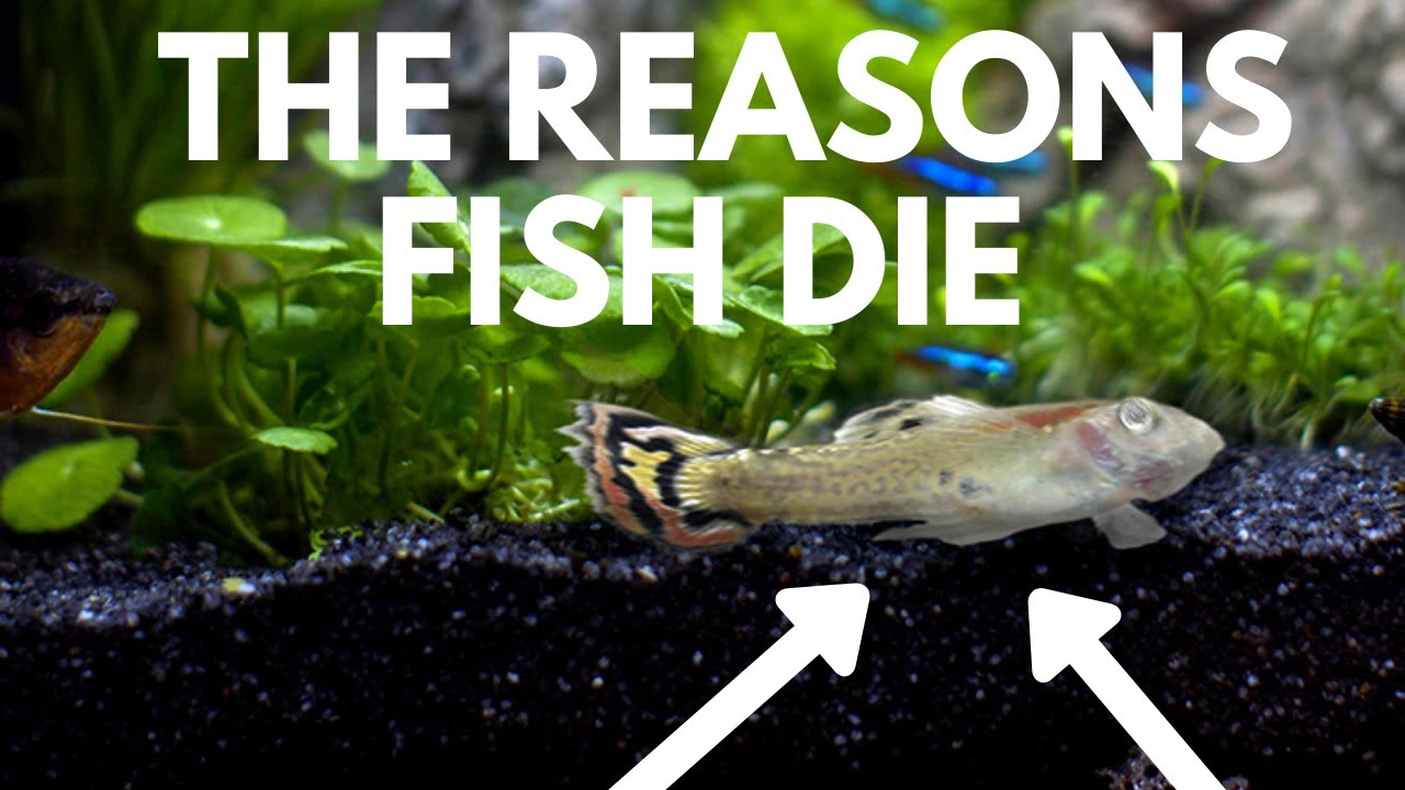 Common Fish Diseases: How to Prevent and Cure Illness in Aquariums ... - MaxresDefault