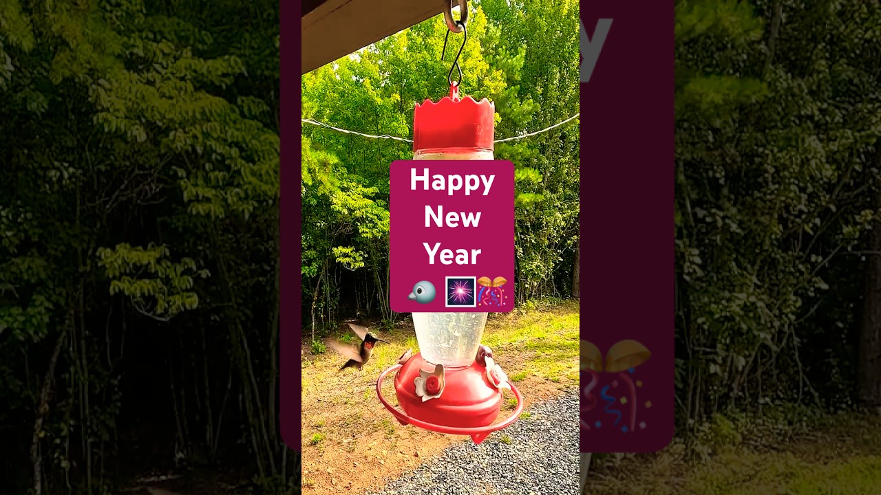 Happy New Year 🎊 Hummingbird 🐦 Backyard Bird Feeder Talimena Scenic Dr., Arkansas & Oklahoma 